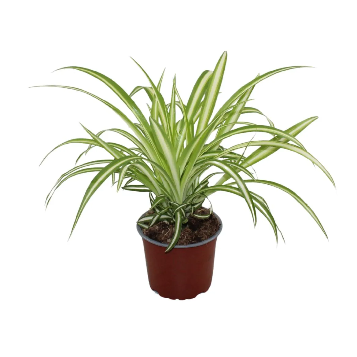 Chlorophytum Variegatum • črepník 12 cm