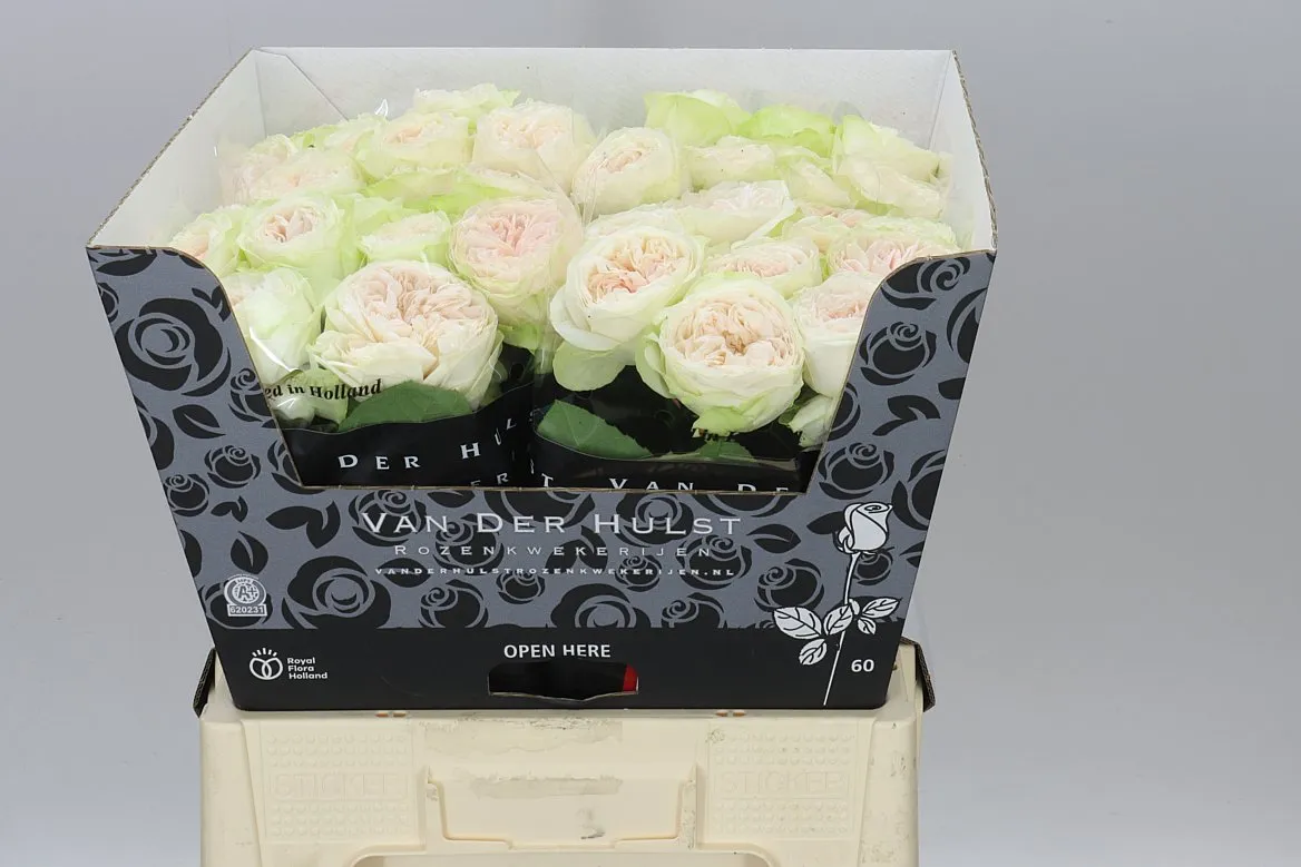 Rosa Gr Bal D Summerhouse • 60 cm