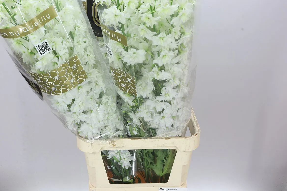 Delph El Dewi Impressive White • 130 cm