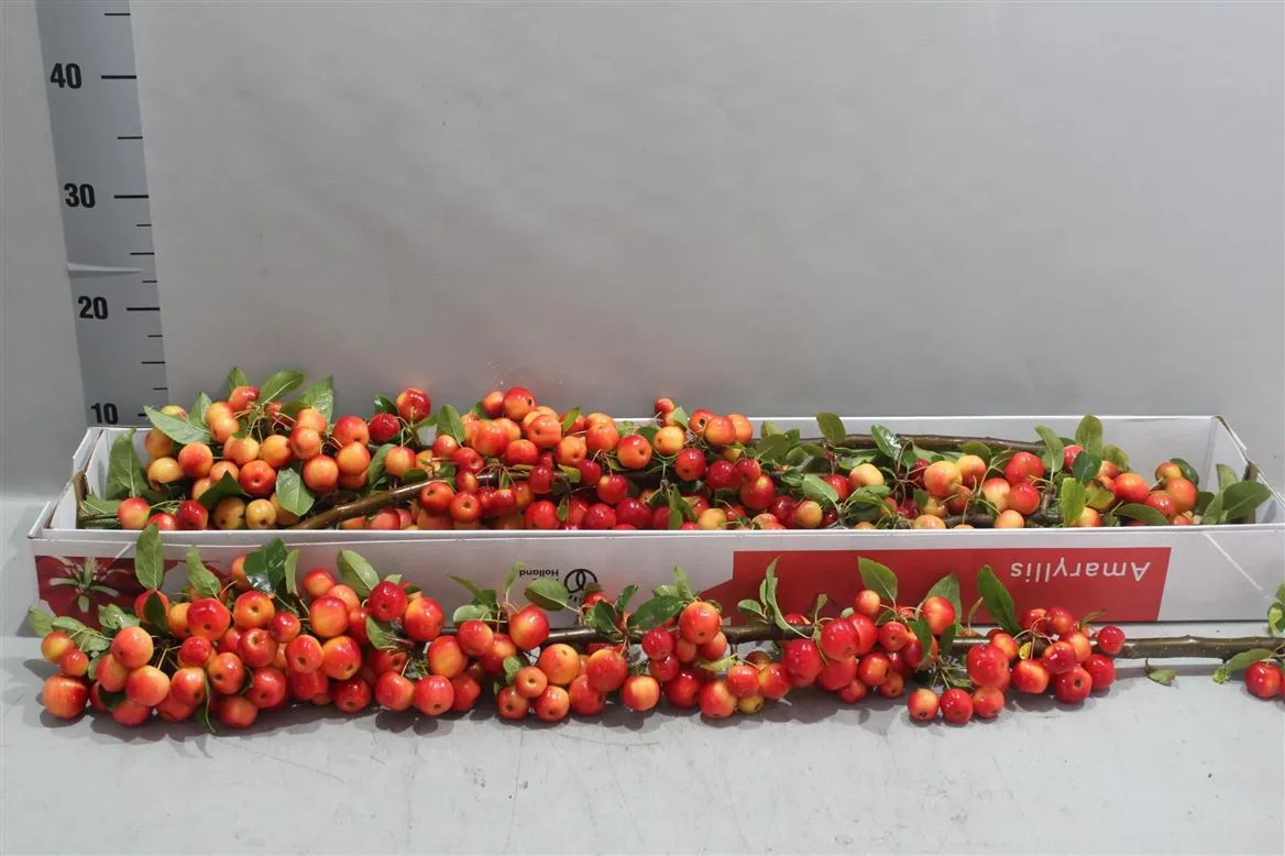 Malus • 90 cm