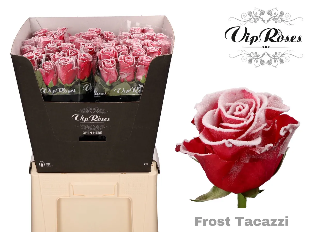 Ruža Frost Tacazzi • 70 cm