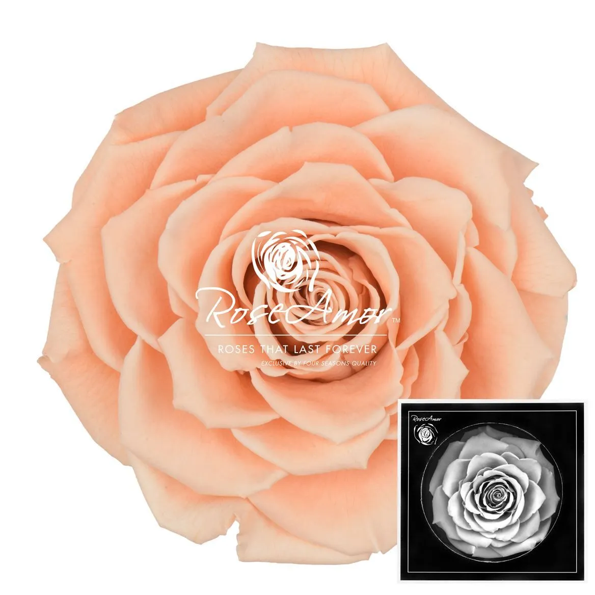 Stabilizovaná ruža Bonita ⌀ 9 cm, broskyňová PEA01