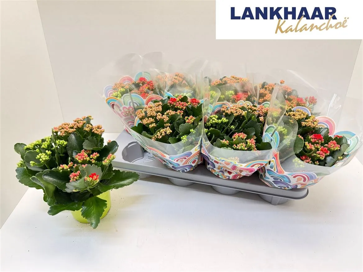 Kalanchoe Calandiva Carnaval • črepník 13 cm