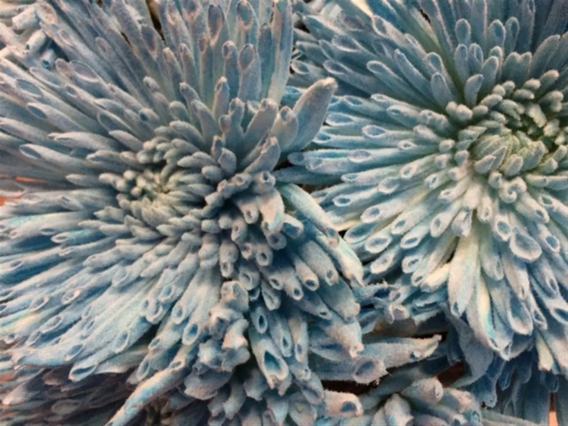 Chryzantéma veľkokvetá Ana Snow Light Blue • 70 cm