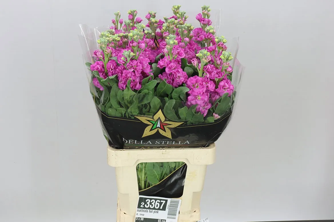 Matthiola Hot Pink It. Imp • 65 cm