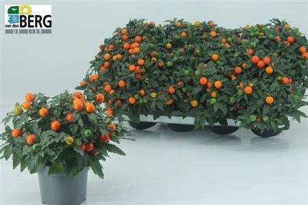Solanum Mandarin • črepník 13 cm
