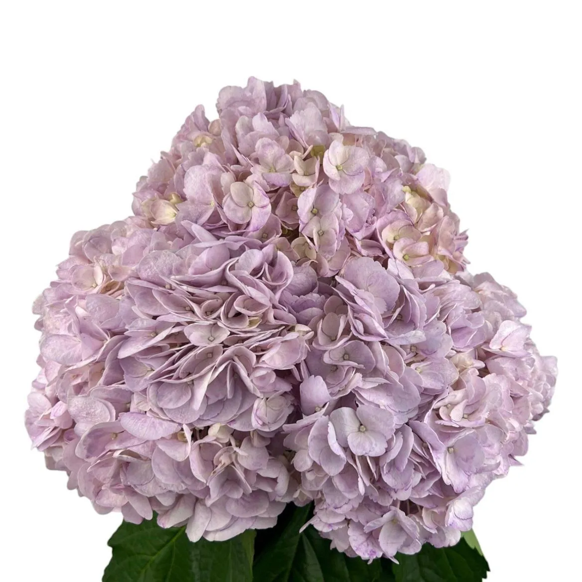 Hortenzia Mauve Box Ex • 65 cm