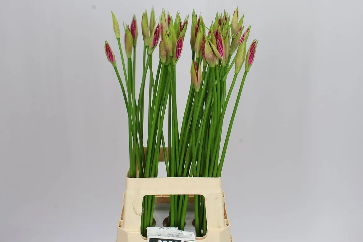 Nerine Bo Ras Van Roon • 70 cm