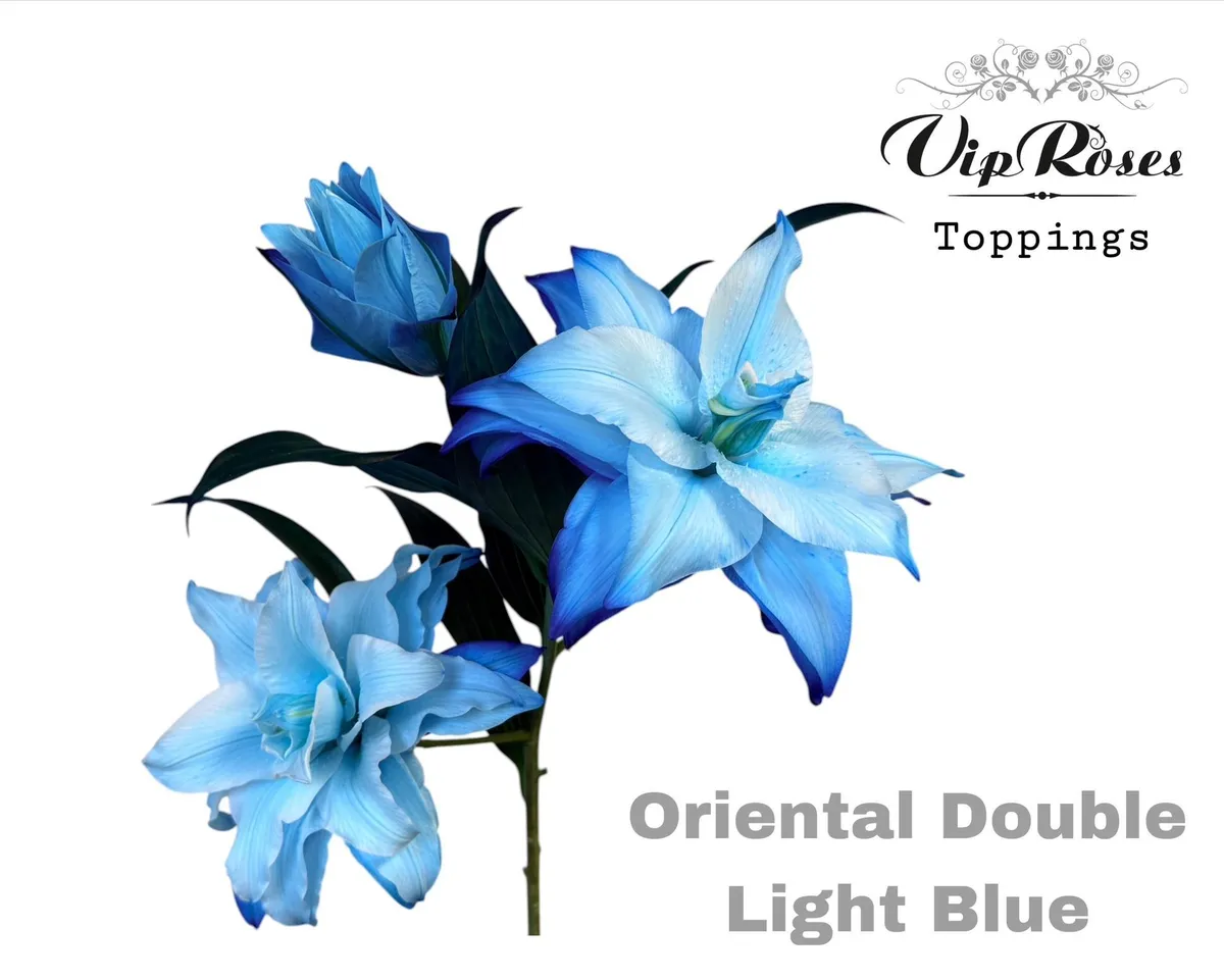 Ľalia orientálna Du Double Light Blue • 95 cm