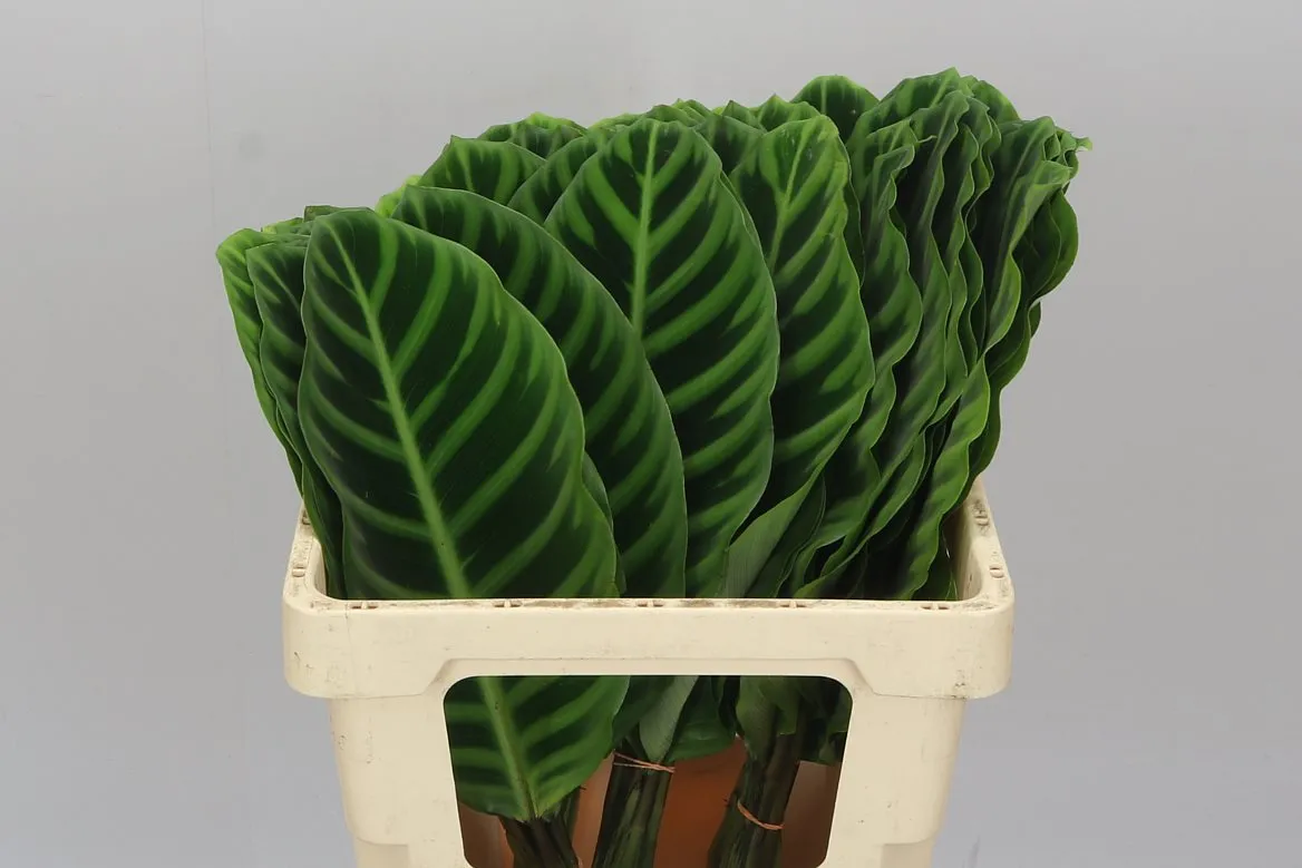 Calathea Zebrina • 60 cm