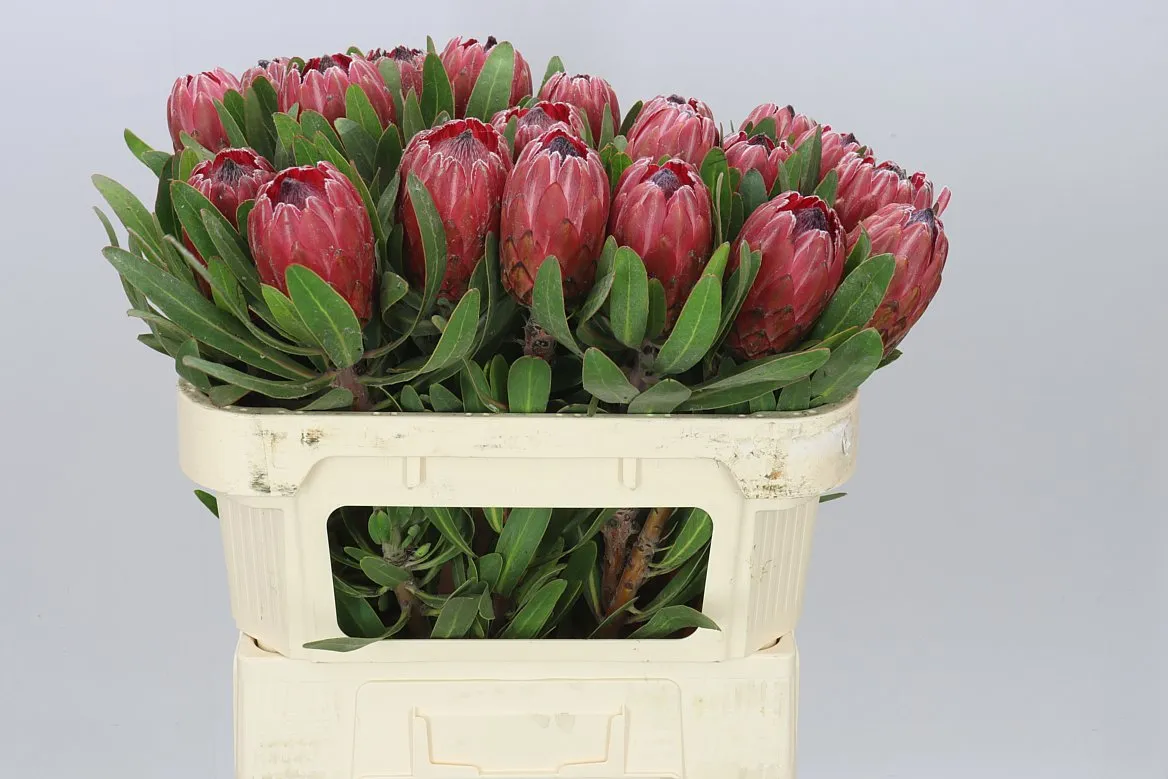 Protea Red Ice • 70 cm
