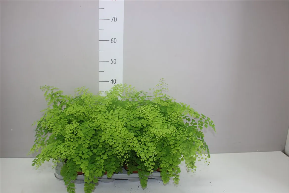 Adiantum Ra Fragrans • črepník 12 cm