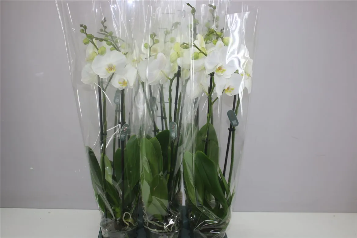 Orchidea Phalaenopsis Cambridge A2, 2 výhony • črepník 12 cm