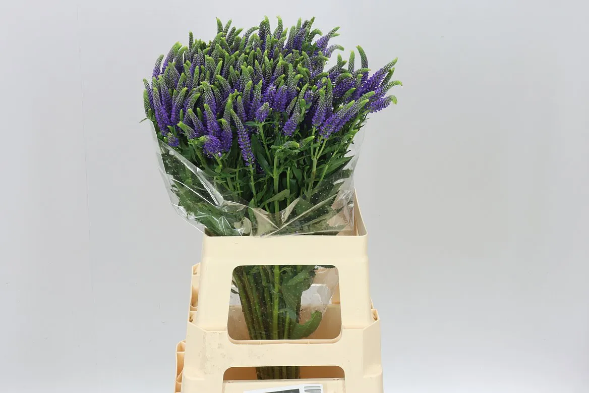 Veronica Spray Skyler Blue • 65 cm