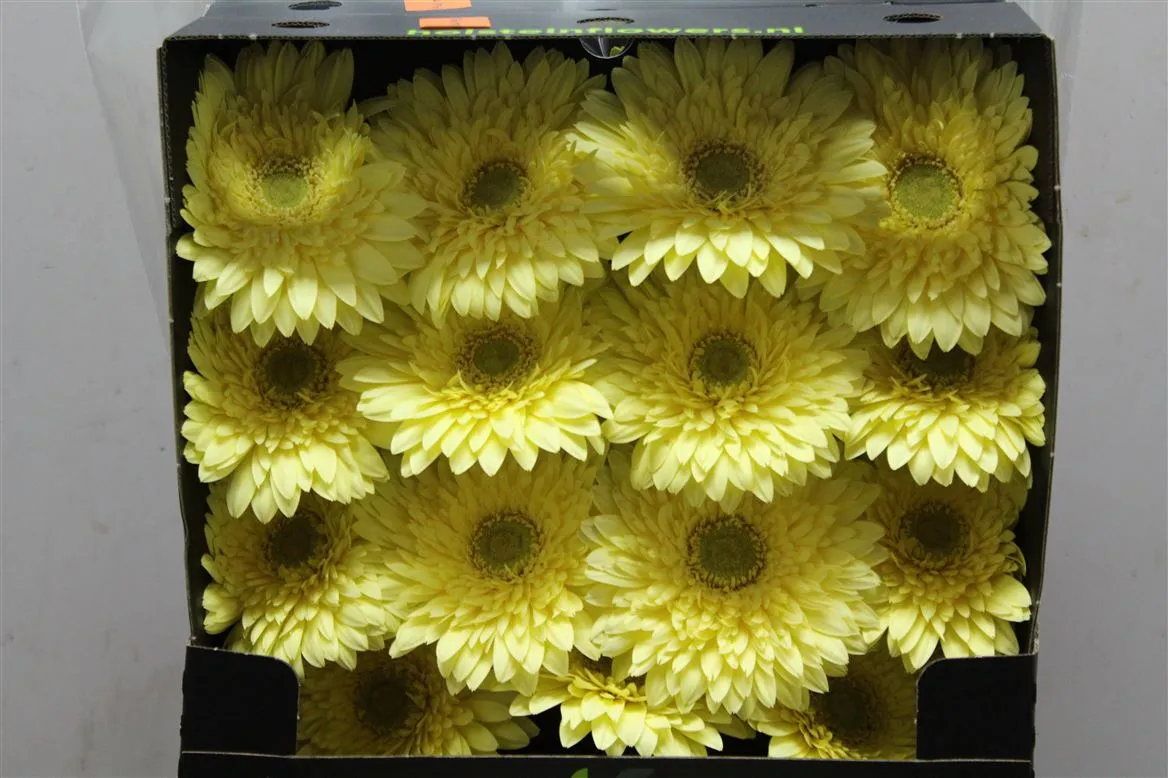 Gerbera Diamond Full Moon • 55 cm