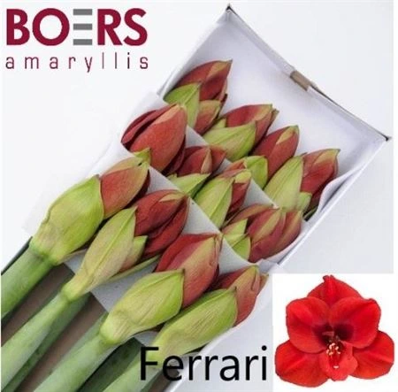 Amarylis Ferrari • 70 cm