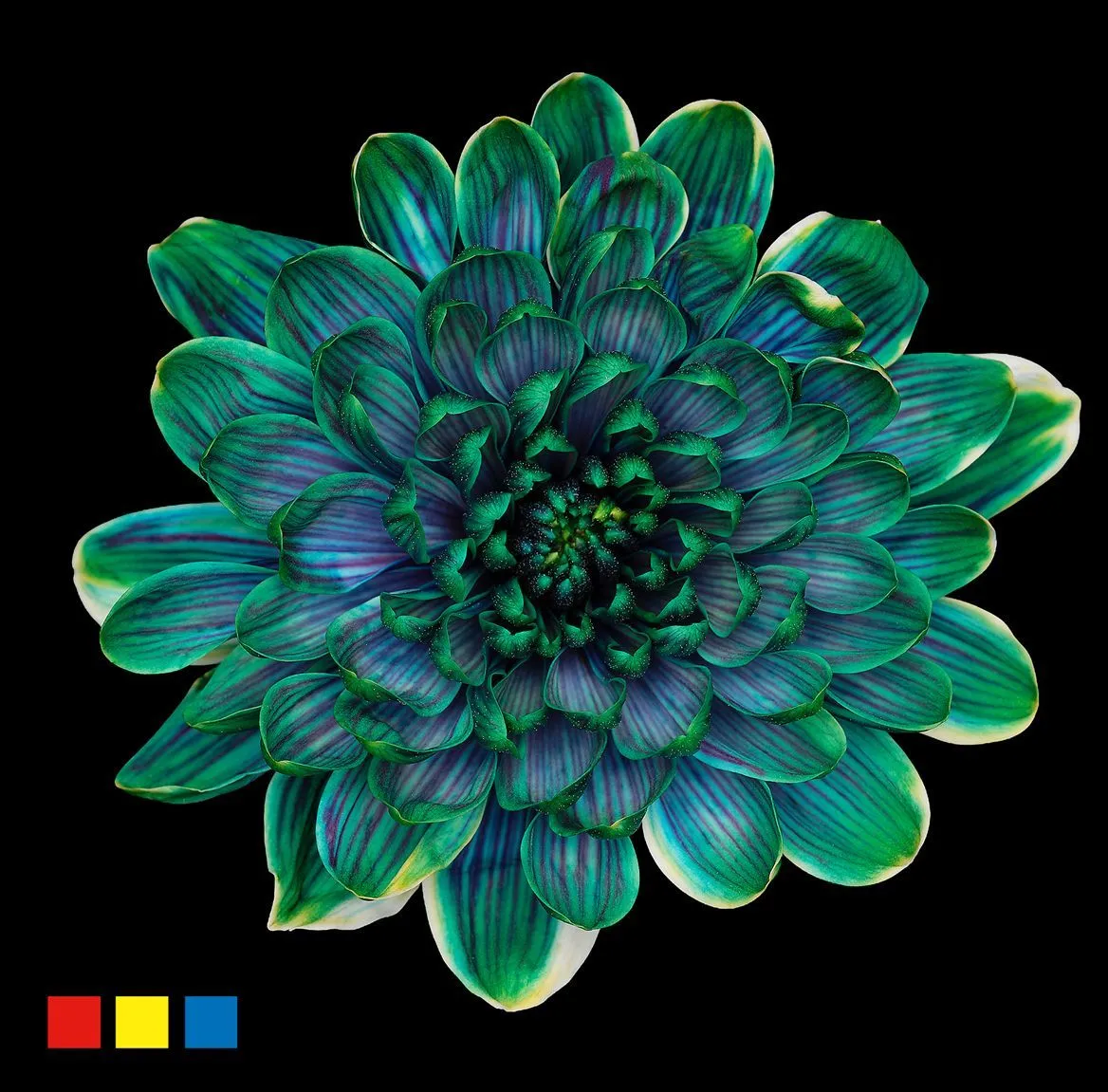 Chryzantéma trsová Altaj Sweden • 70 cm