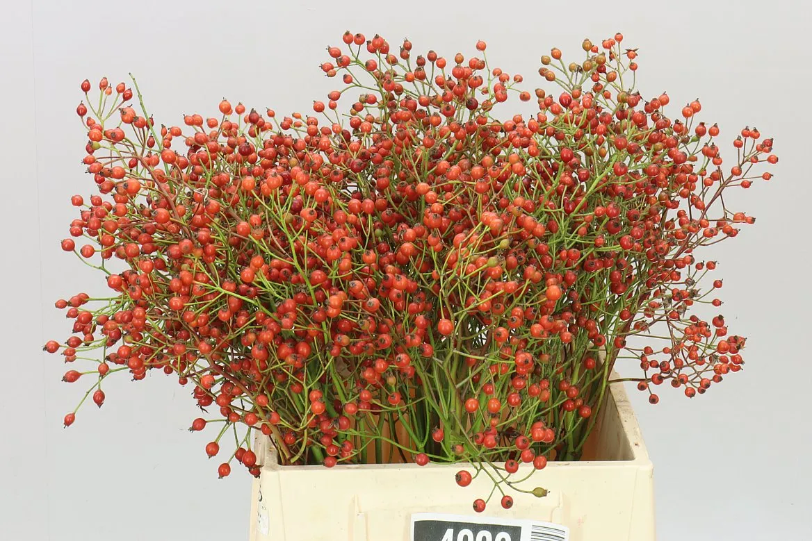 Rozenbottel Prinsberry Red • 45 cm
