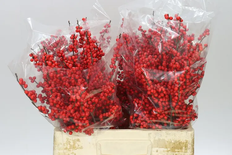 Ilex Verticillata 60 cm
