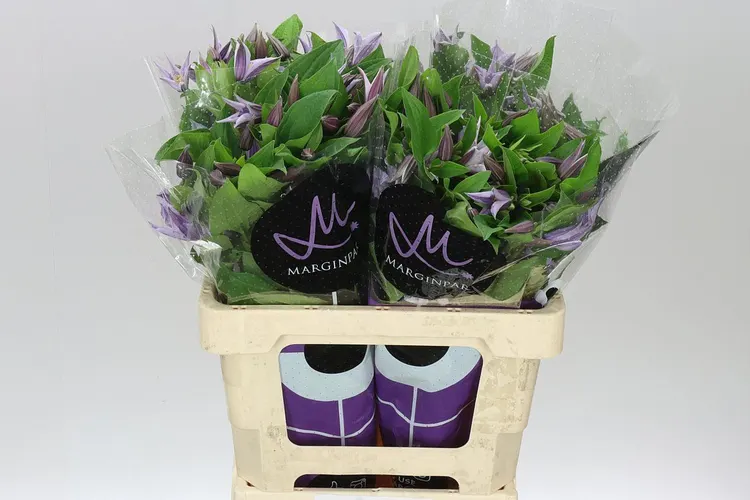 Clematis Star River 60 cm