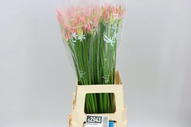 Nerine Bo Vesta K 70 cm