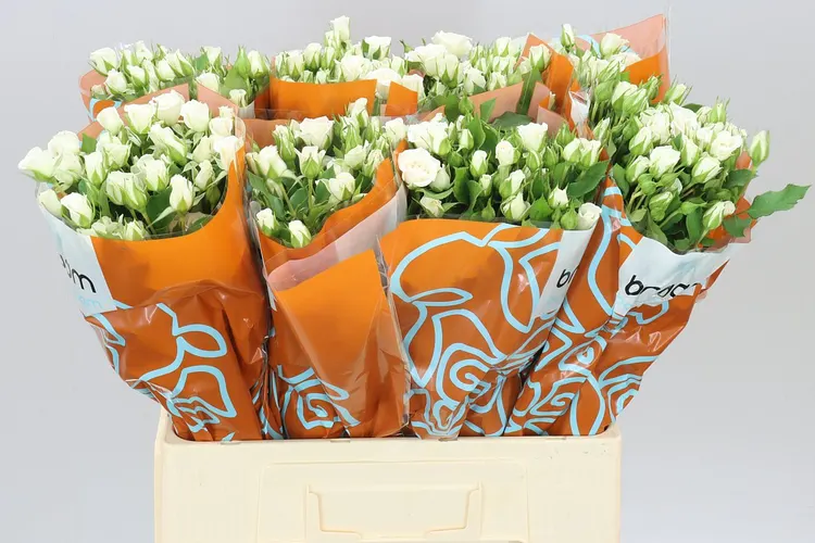 Rosa Tr Jeanine 60 cm