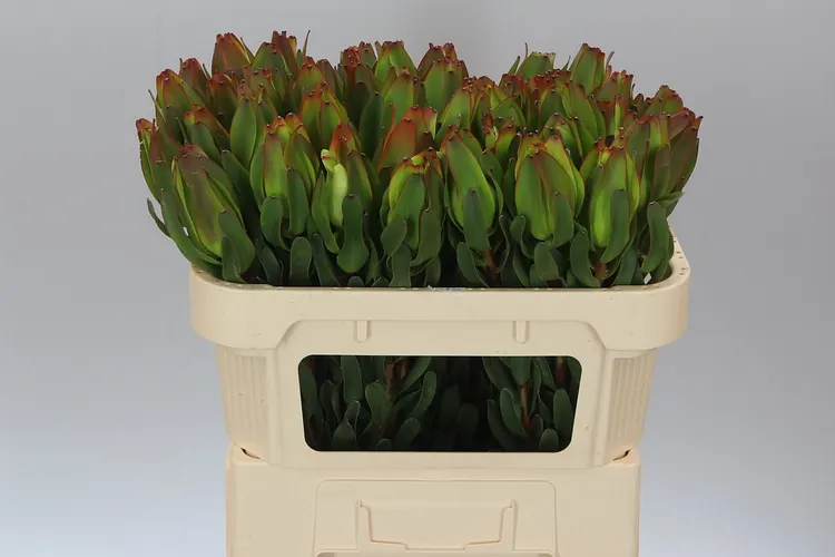 Leucadendron Laurel Yellow 70 cm