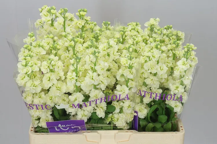 Matthiola Cream 55 cm