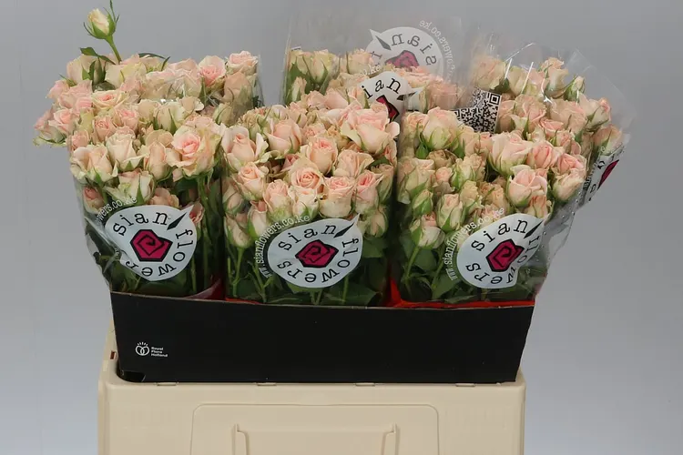 Rosa Tr Sweet Sara 60 cm