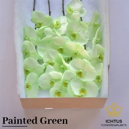 Phalanopsis Painted Green X25
