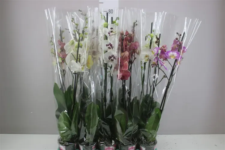 Orchidea Phalaenopsis mix 18+, 2 výhony črepník 12 cm