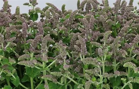 Mentha Jocka 65 cm