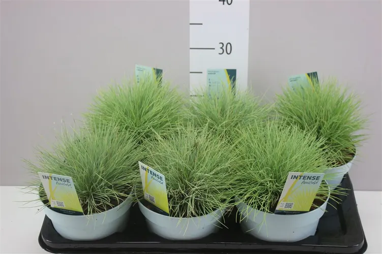 Festuca Glauca Amigold® črepník 17 cm