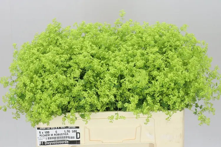 Alchemilla Robustica 55 cm