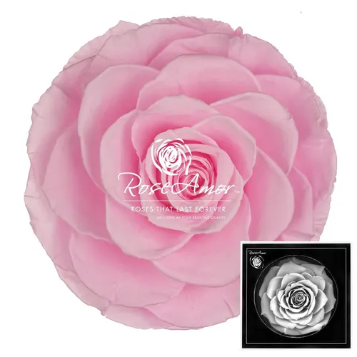 Stabilizovaná ruža Bonita ⌀ 9 cm, ružová PIN99