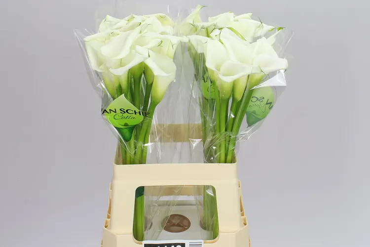 Zant Crystal Blush 65 cm