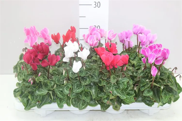 Cyklámen Super Allure mix črepník 10,5 cm