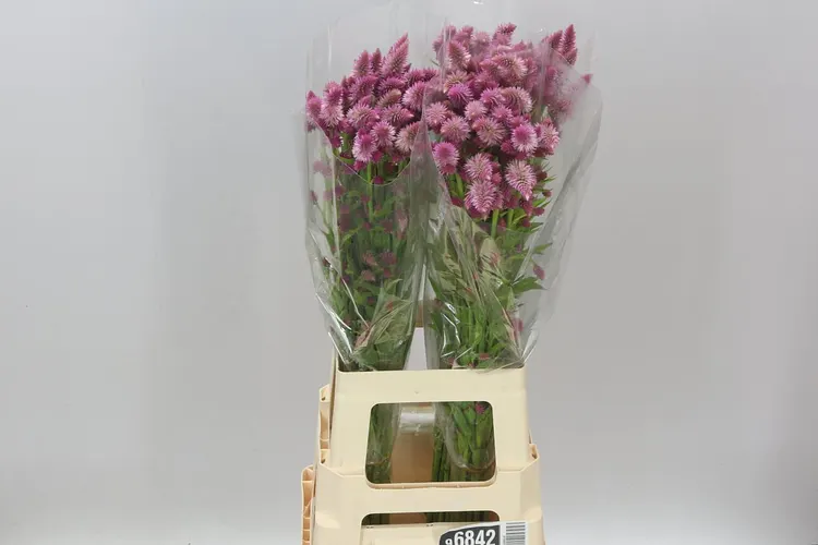 Celózia Celway Pink 80 cm