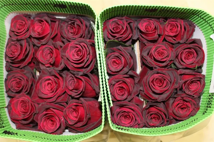 Rosa Gr Ec Black Baccara 60 cm