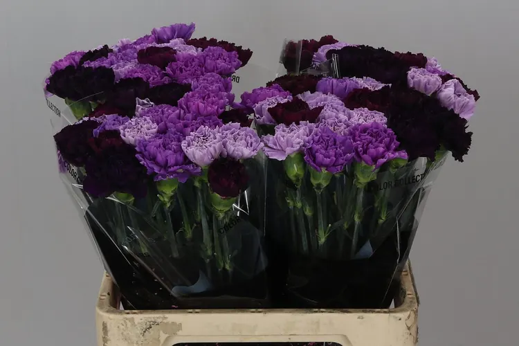 Di St Mix Florigene 60 cm