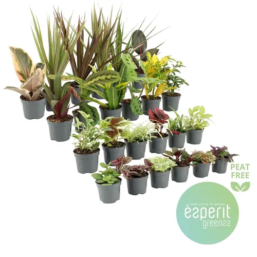 Plant Mix Mini Greens črepník 8,5 cm
