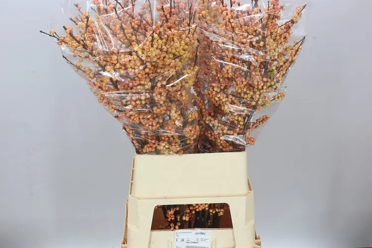 Ilex Cresgold 100 cm