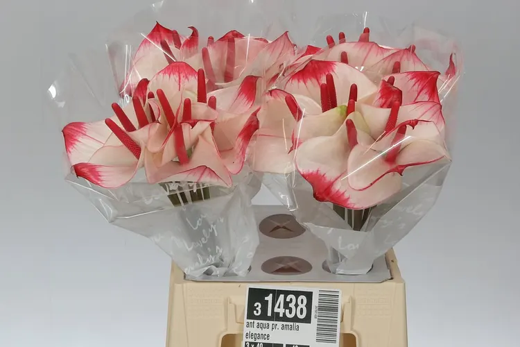 Ant Aqua Pr. Amalia Elegance 40 cm