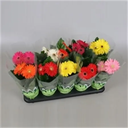 Gerbera Mix 2+ črepník 12 cm