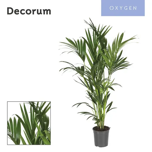Howea Forsteriana 150cm (kentia) Decorum črepník 24 cm