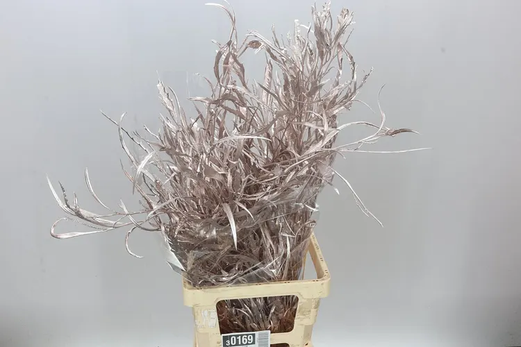 Grevilea Rose Gold 90 cm
