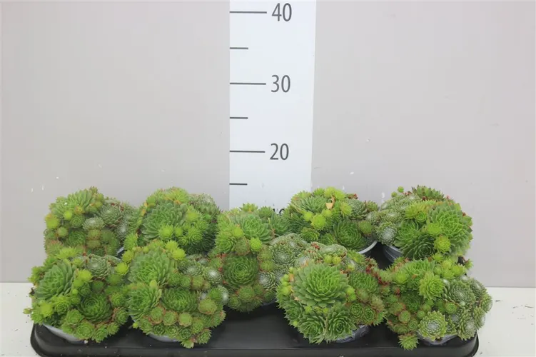 Sempervivum mix Trio črepník 12 cm