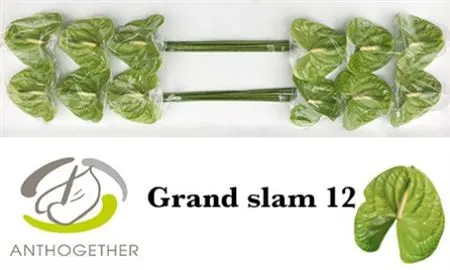 Anth Grand Slam