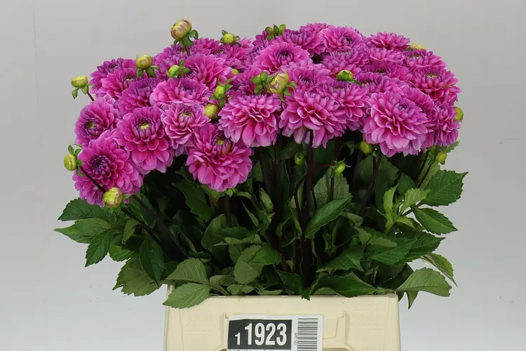 Dahlia Happy Hour 50 cm