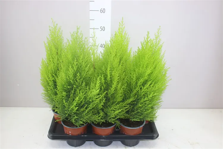 Cupressus Wilma črepník 14 cm